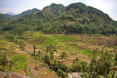 Scenic view of beautiful rice fields in indonesia