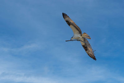 Low angle view of bird flying against sky