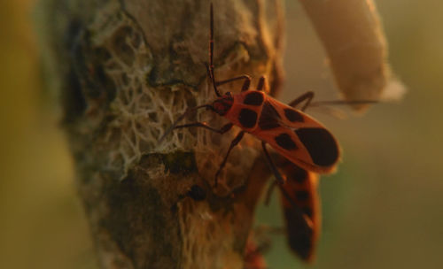 Close-up of insect