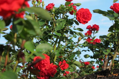 Low angle view of red flowering plants