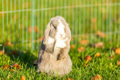 View of a rabbit on field