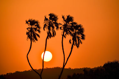 Silhouette trees against sky during sunset