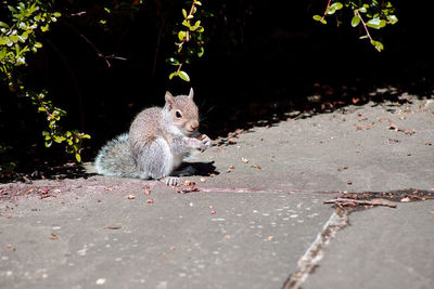 Close-up of squirrel