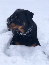 Dog looking away on snow field