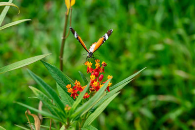 Close-up of butterfly pollinating on flower