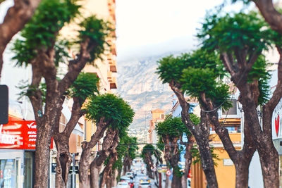 Low angle view of trees and buildings in city