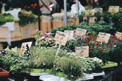 Potted plants for sale at market stall