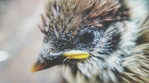 Close-up of bird