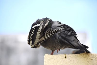 Low angle view of bird perching on the wall