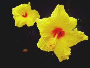 Close-up of yellow flower against black background