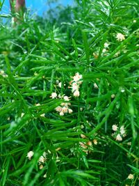 Close-up of white flowers blooming in field