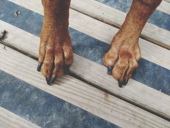 Low section of man with dog on wooden floor