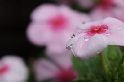 Close-up of wet pink flower blooming outdoors