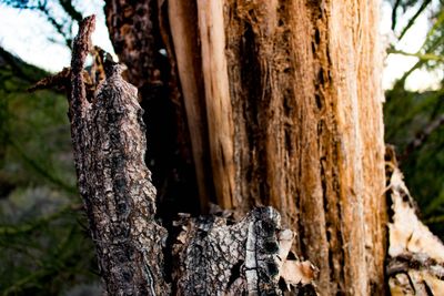 Close-up of tree trunk