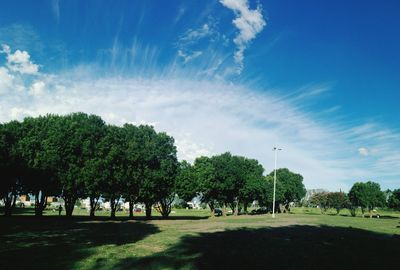 Trees on field against sky