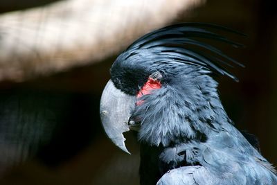 Close-up of black swan