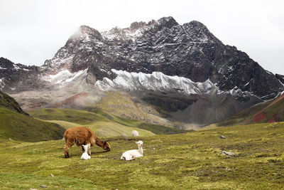 Alpacas on field against mountain