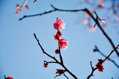 Low angle view of plum blossoms against sky