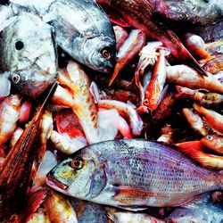 Close-up of fish on ice