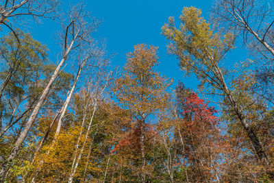 Low angle view of trees against sky during autumn