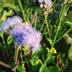 Close-up of purple flowers
