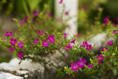 Close-up of pink flowers