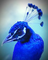 Close-up of peacock