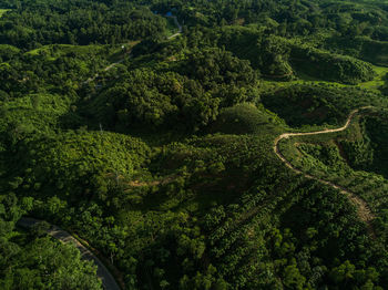 High angle view of tea plantations