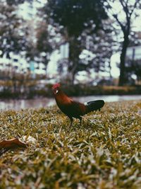 Close-up of bird on field