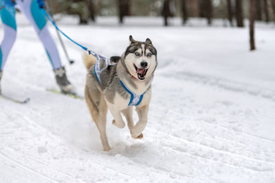 Dog running on snow