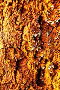 Macro shot of lichen on tree trunk