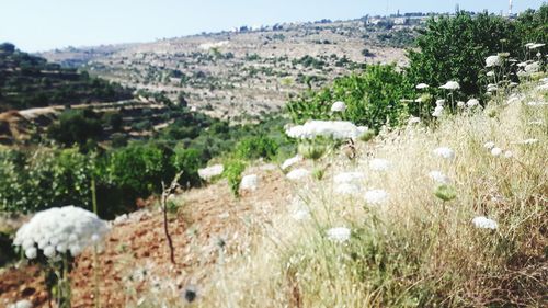 White flowers growing in field