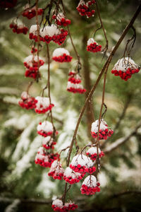 Close-up of red berries growing on tree