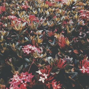 Full frame shot of red flowers