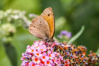 Close-up of butterfly pollinating on flower