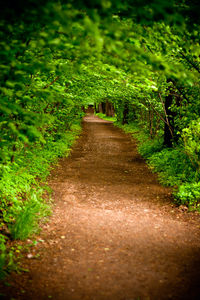 Dirt road amidst plants and trees in forest