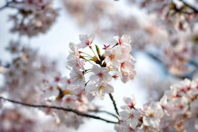 Close-up of cherry blossom tree