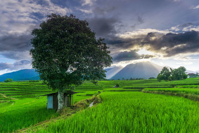 Natural panorama of green rice fields and mountains on a sunny morning in the countryside