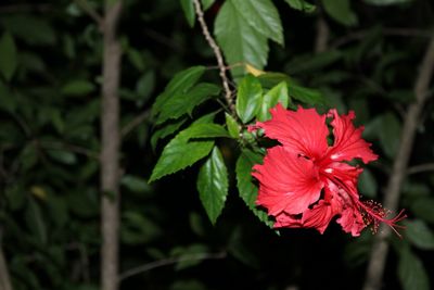 Close-up of red hibiscus blooming outdoors