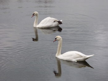 Swans swimming on lake