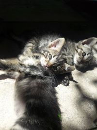 High angle view of cats relaxing