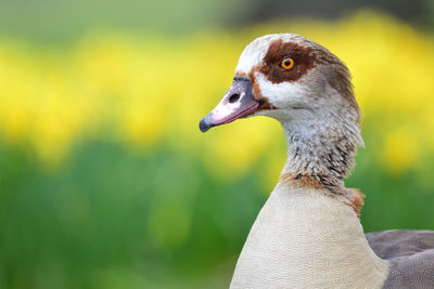 Head shot of an egyptian goose