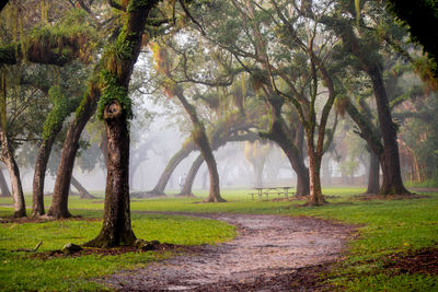 Trees on landscape