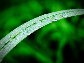 Close-up of water drops on leaf