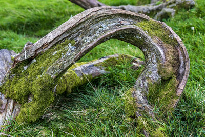 Close-up of old tree trunk