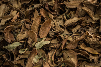 Full frame shot of dried autumn leaves on field