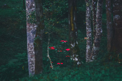 Red flowering trees in forest