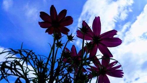 flowering plant