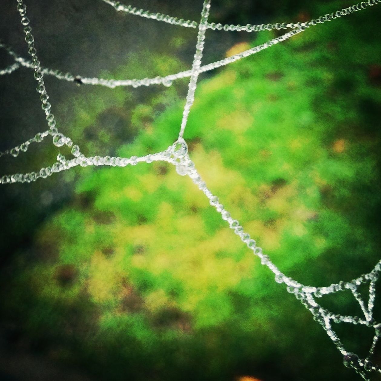 drop, close-up, spider web, focus on foreground, fragility, water, wet, dew, nature, beauty in nature, growth, natural pattern, selective focus, plant, raindrop, freshness, day, purity, tranquility, outdoors