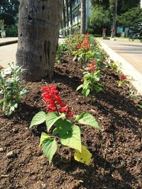 Flowers growing on tree trunk